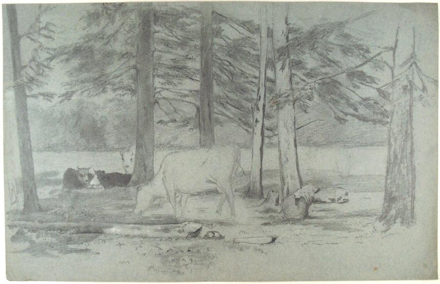 Koeien tussen bomen