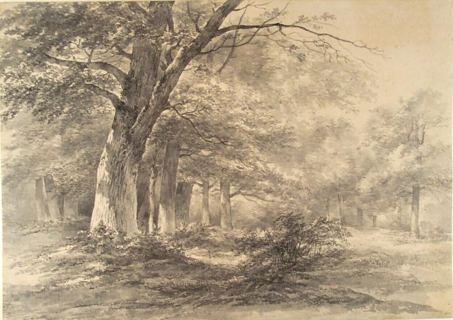 Trees at the Edge of a Forest