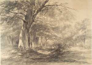 forest-view