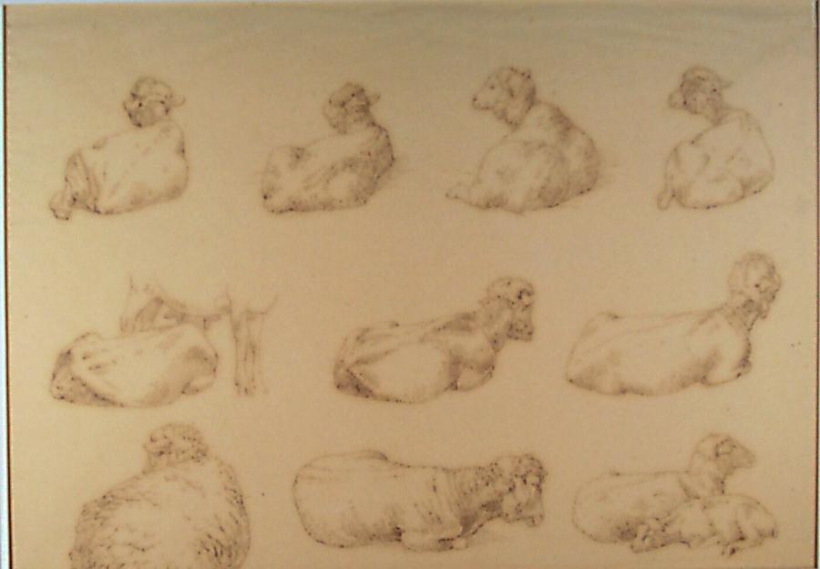 Ten Studies of Sheep