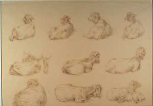 ten-studies-of-sheep