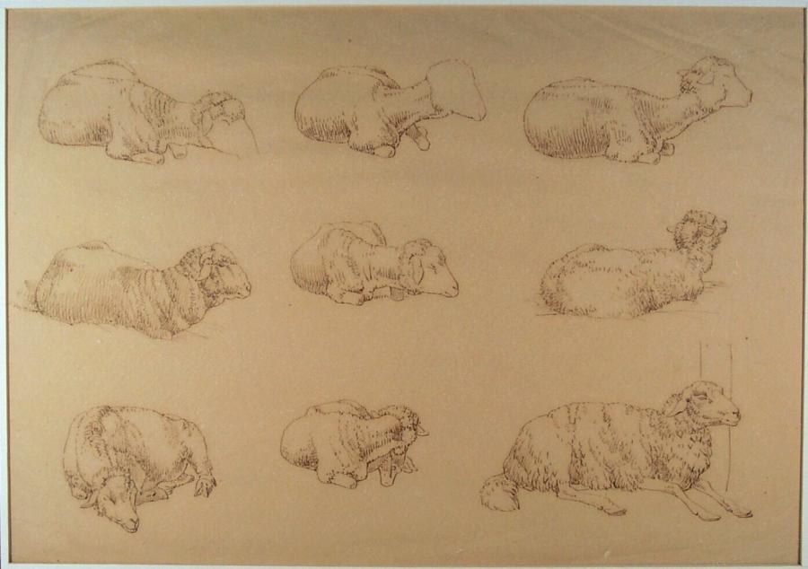 Nine Studies of Sheep