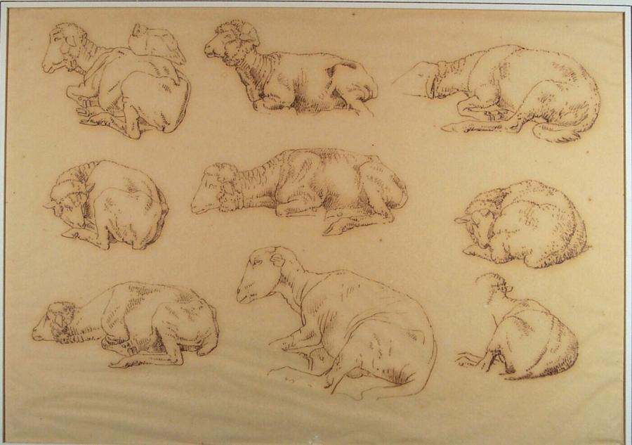 Nine Studies of Sheep