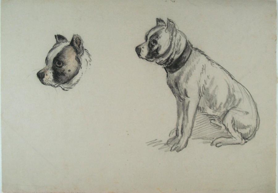 Study of a Dog and a Dog's Head