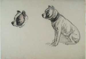 study-of-a-dog-and-a-dog-s-head