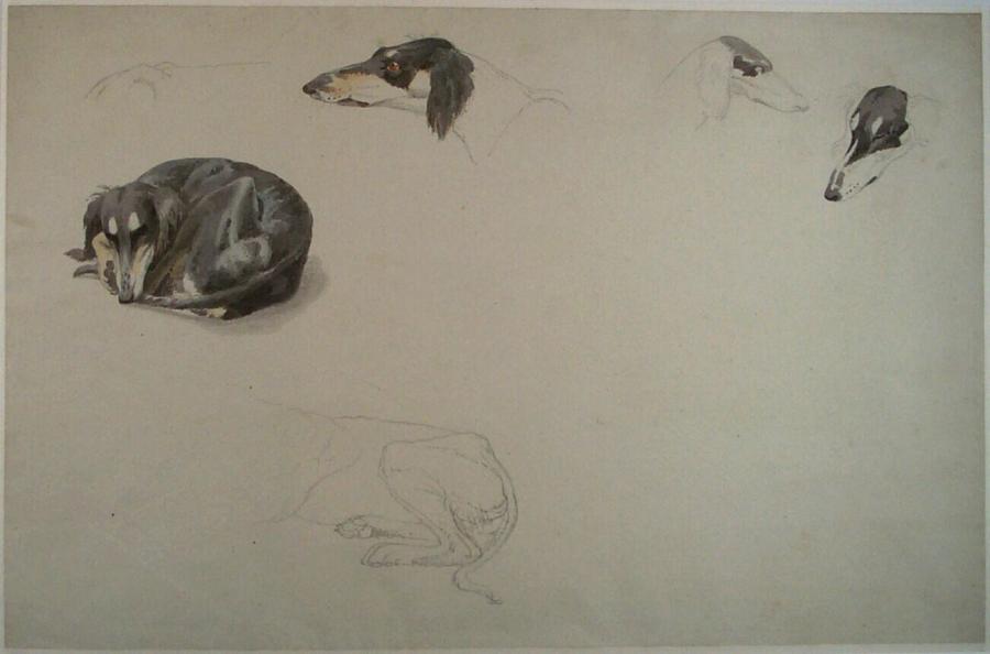 Studies of a Persian Greyhound
