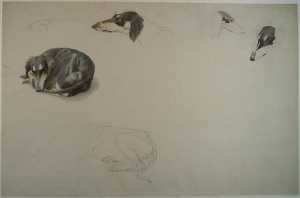 studies-of-a-persian-greyhound