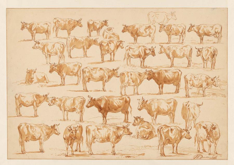 Studieblad met 31 koeien