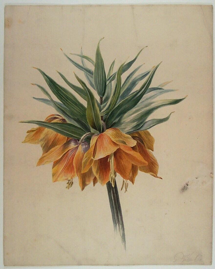Oranje bloem