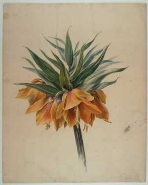 oranje-bloem