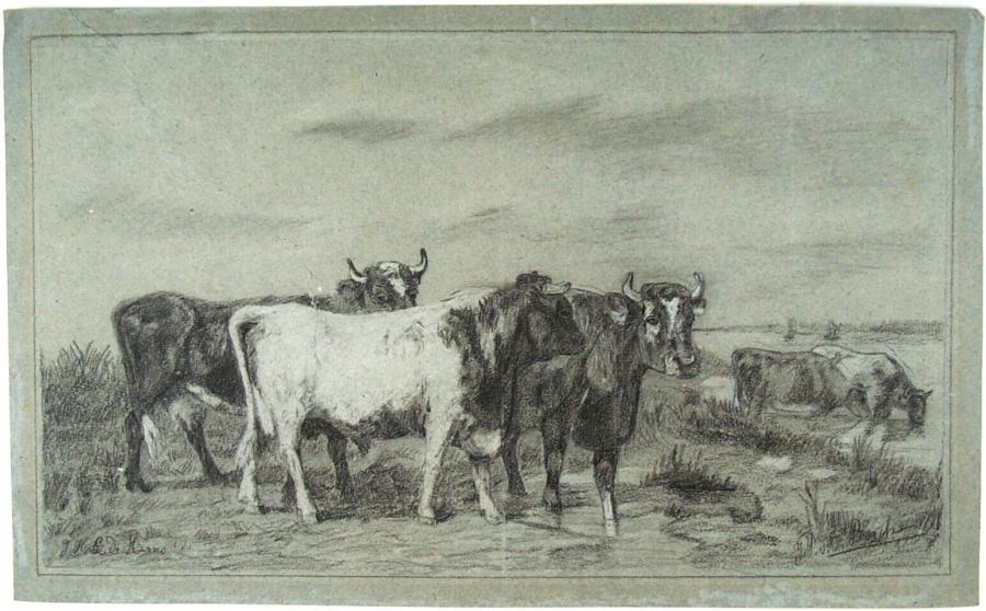 Drie koeien aan de rand van een rivier