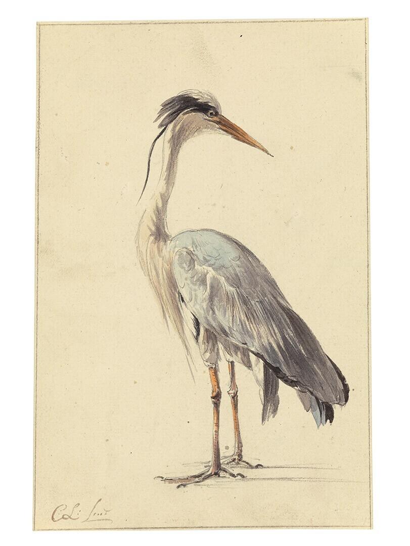 Heron