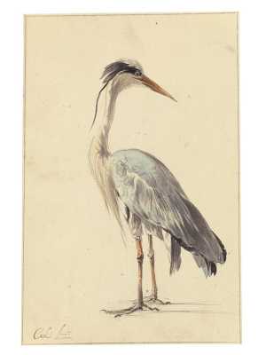 heron