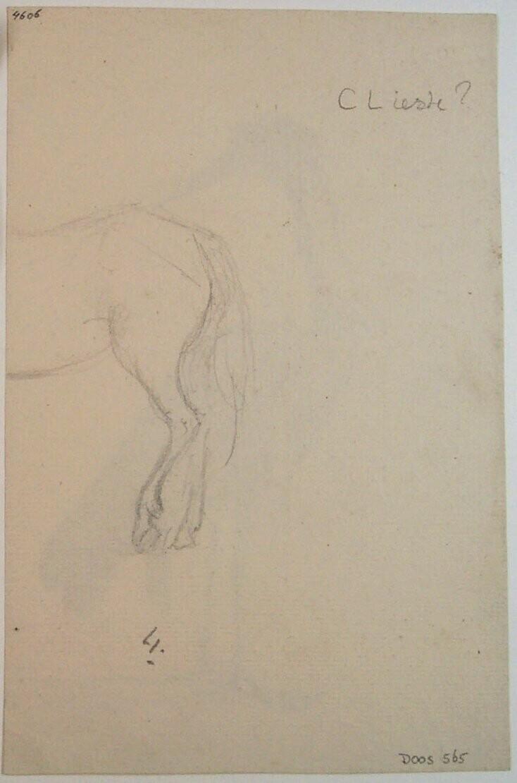 A Horse's Hindquarters