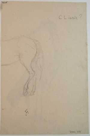 a-horse-s-hindquarters