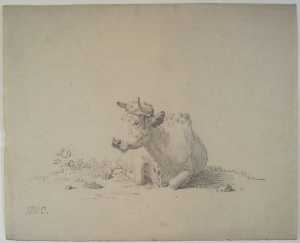 lying-cow-seen-from-the-front