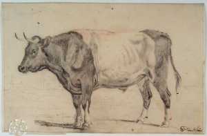 standing-bull-facing-left