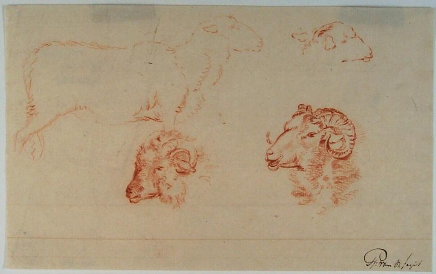 Studies of Sheep Heads and a Sheep Facing Right