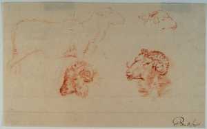 studies-van-schapenkoppen-en-een-schaap-naar-rechts