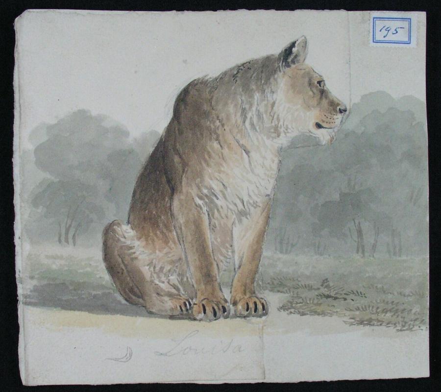 Leeuwin