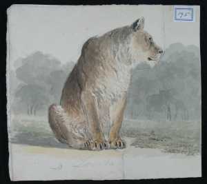leeuwin