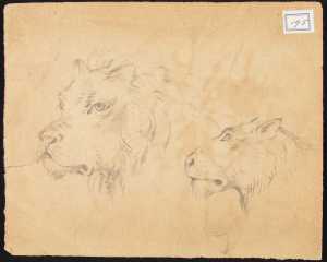 studies-van-een-leeuw-en-leeuwin