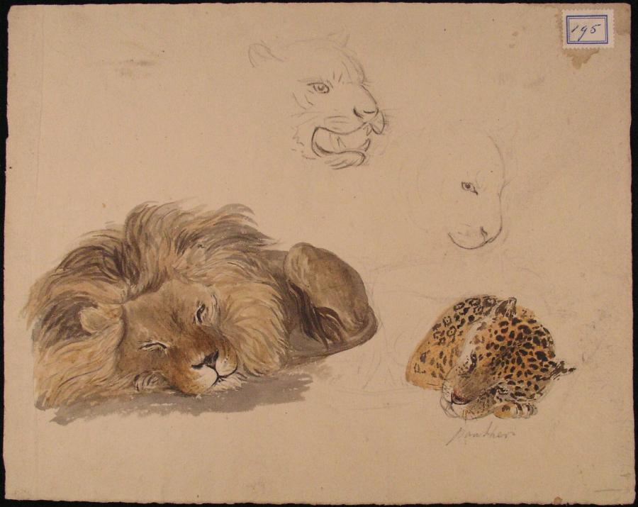 Studies van leeuw en panter