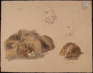 studies-van-leeuw-en-panter