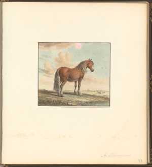 paard-in-een-weiland