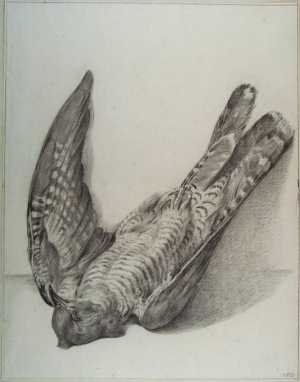 dode-vogel-een-gaai