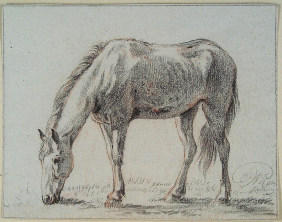 Grazend paard, naar links gewend