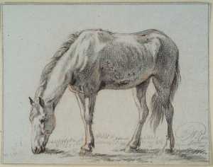 grazend-paard-naar-links-gewend
