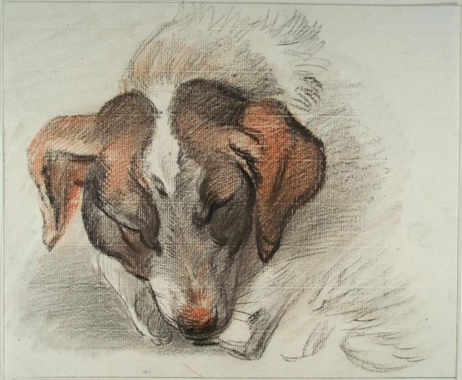 Kop van een slapende hond