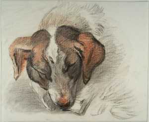 kop-van-een-slapende-hond