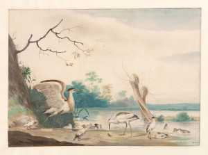 landscape-with-ducks-and-waterbirds