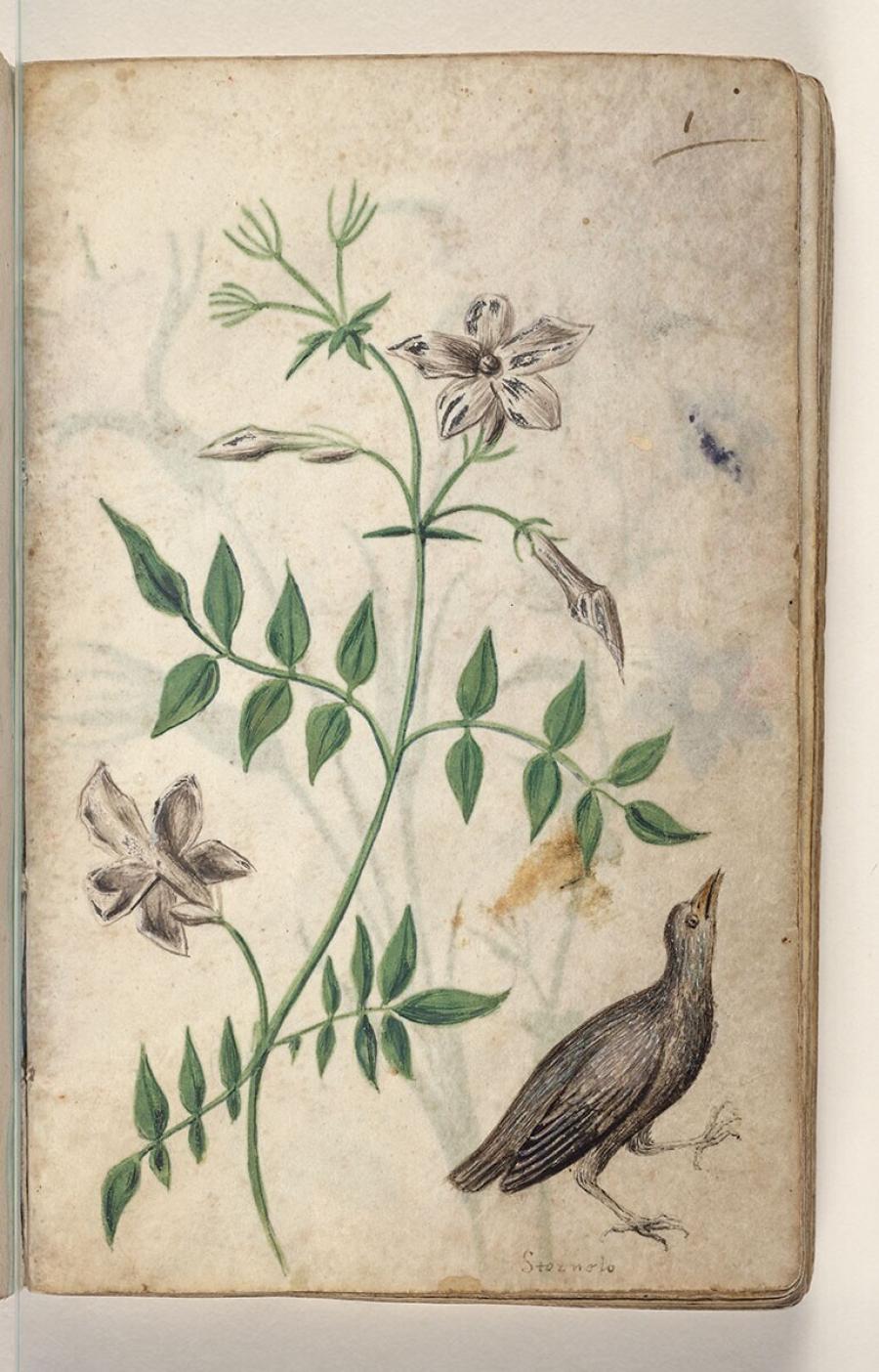 Folio uit een tekeningenboek: jasmijn (jasminum officinale), spreeuw (sturnus vulgaris)