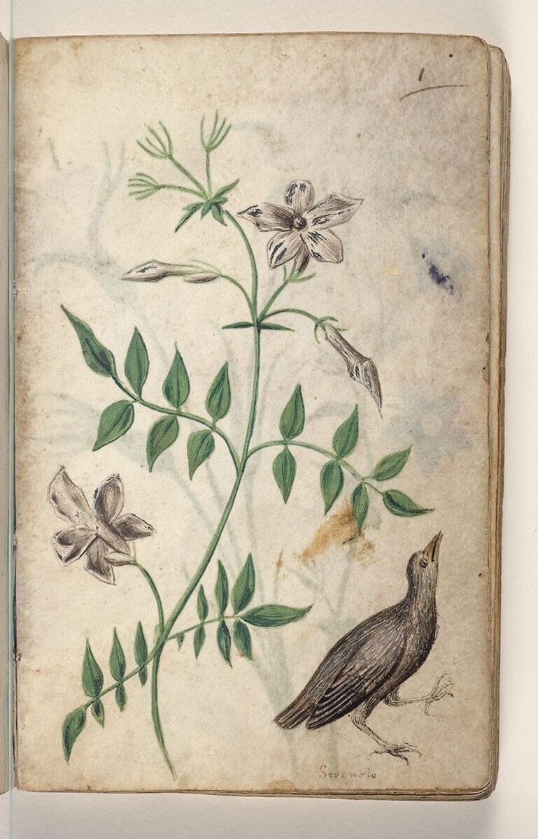 Folio uit een tekeningenboek: jasmijn (jasminum officinale), spreeuw (sturnus vulgaris)