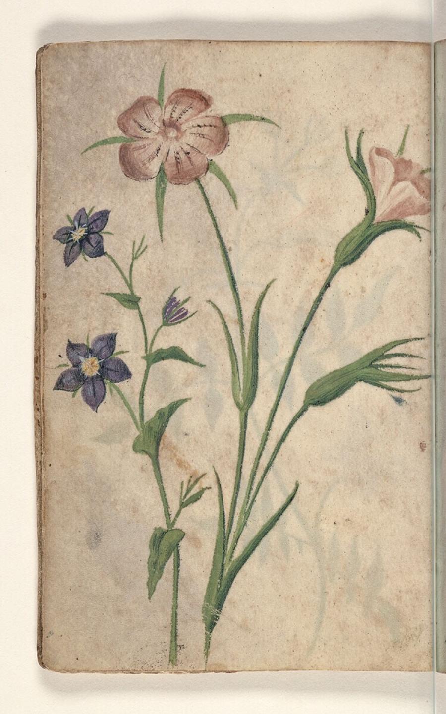 Folio uit een tekeningenboek: guichelheil (anagallis arvensis), bolderik (agrostemma githago)
