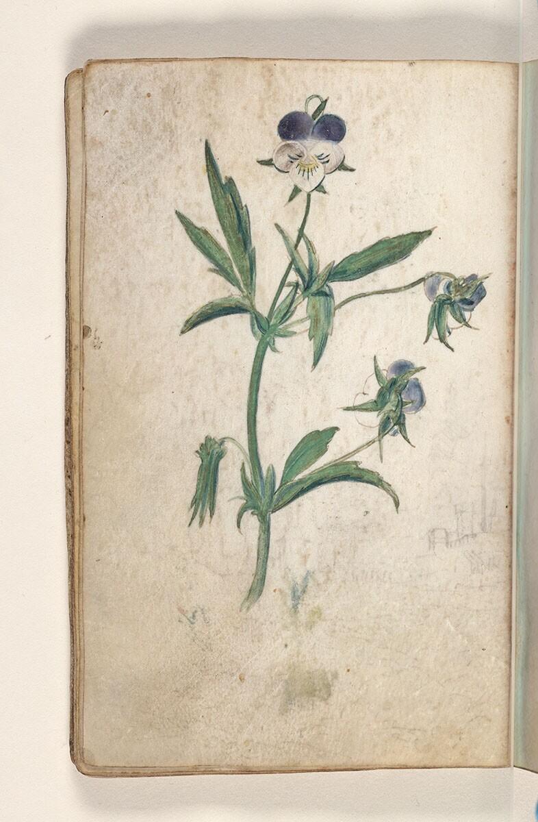 Folio uit een tekeningenboek: driekleurig viooltje (viola tricolor)