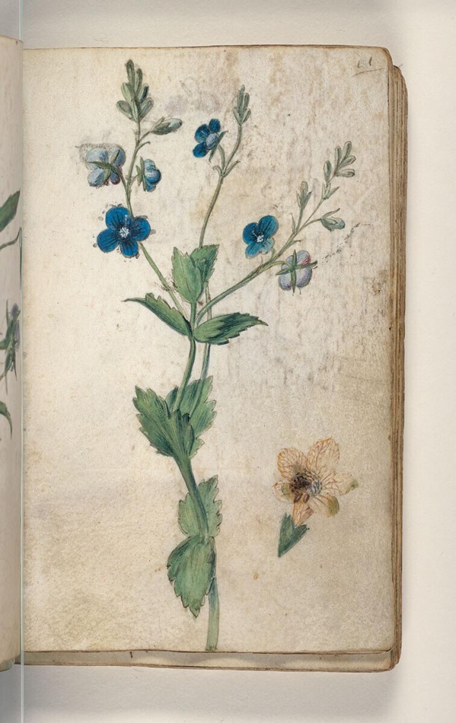 Folio uit een tekeningenboek: gewone ereprijs (veronica chamaedrys), bilzekruid (hyoscyamus niger)