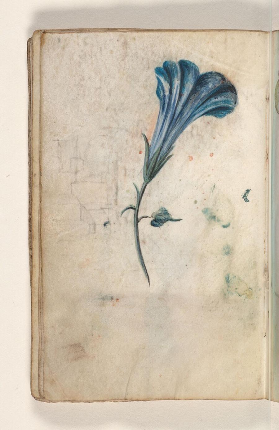 Folio uit een tekeningenboek: blauwe winde (pharbitis purpurea)