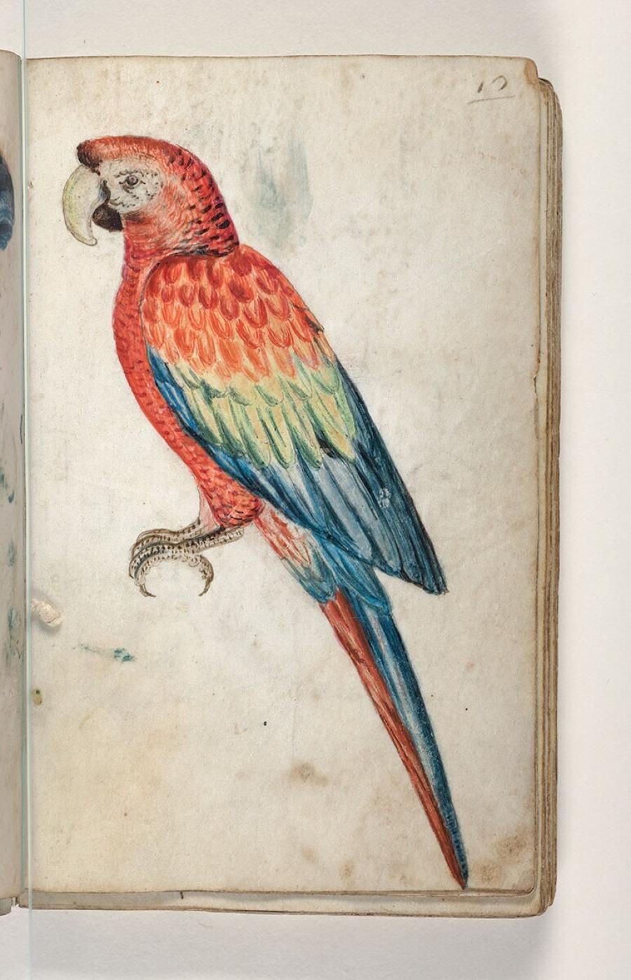 Folio uit een tekeningenboek: geelvleugelara (ara macao)