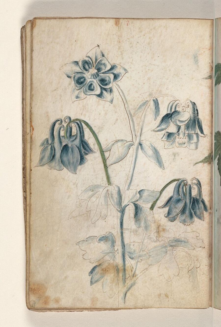 Folio uit een tekeningenboek: akelei (aquilegia vulgaris)
