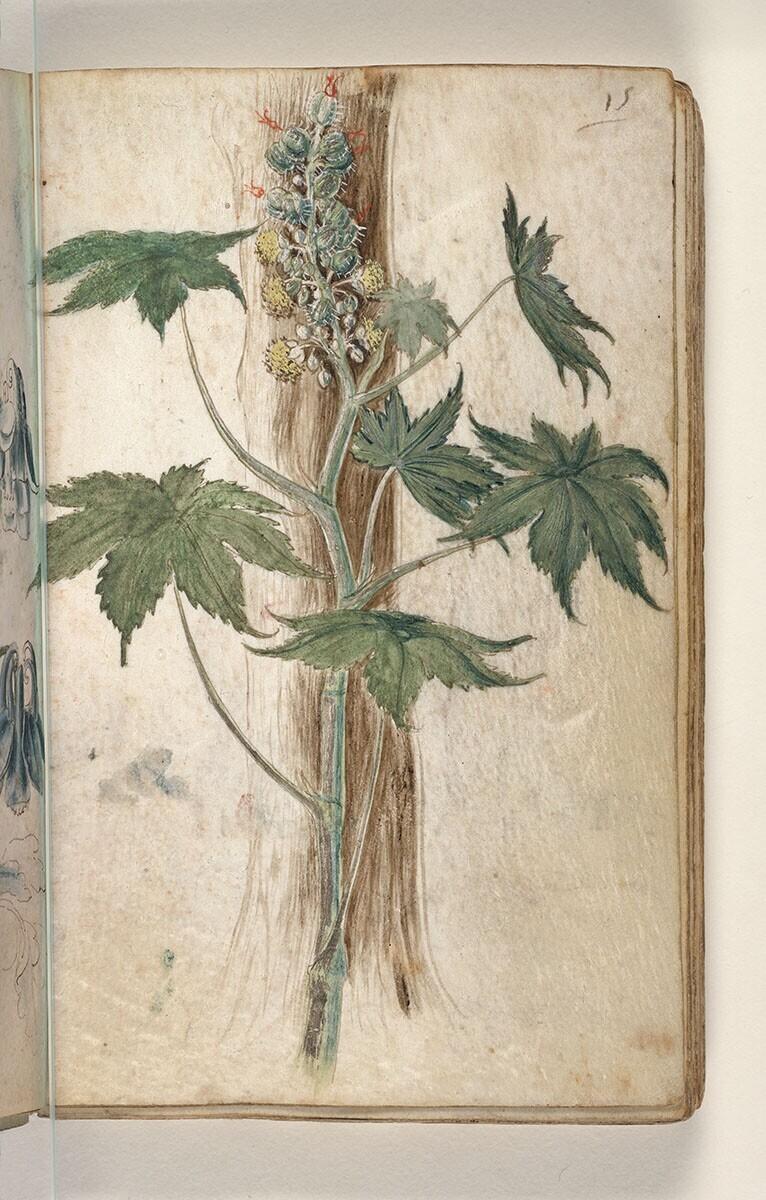 Folio from a Drawing Book: Castor Oil Plant (ricinus communis)