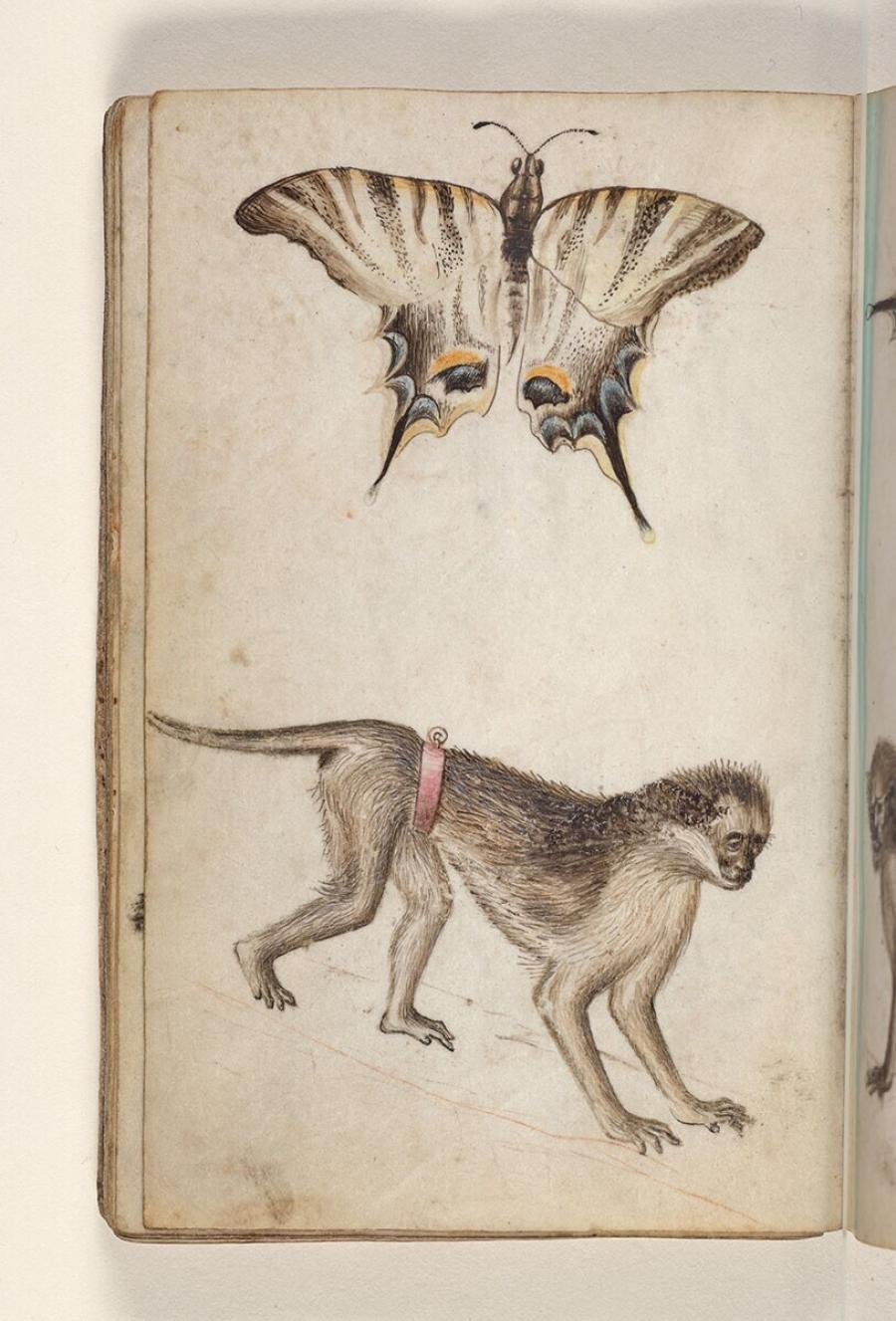 Folio uit een tekeningenboek: koningspage (iphiclides podalirius), makaak met een rode riemband