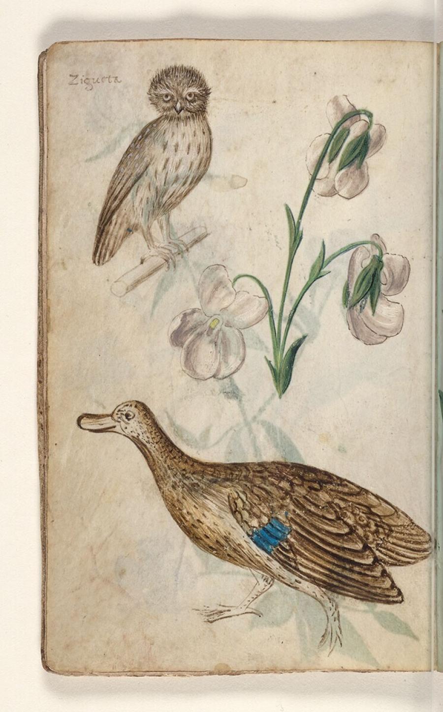 Folio uit een tekeningenboek: kleine uil (athene noctua), bosviooltje (viola riviniana), wilde eend (anas platyrhynchos)