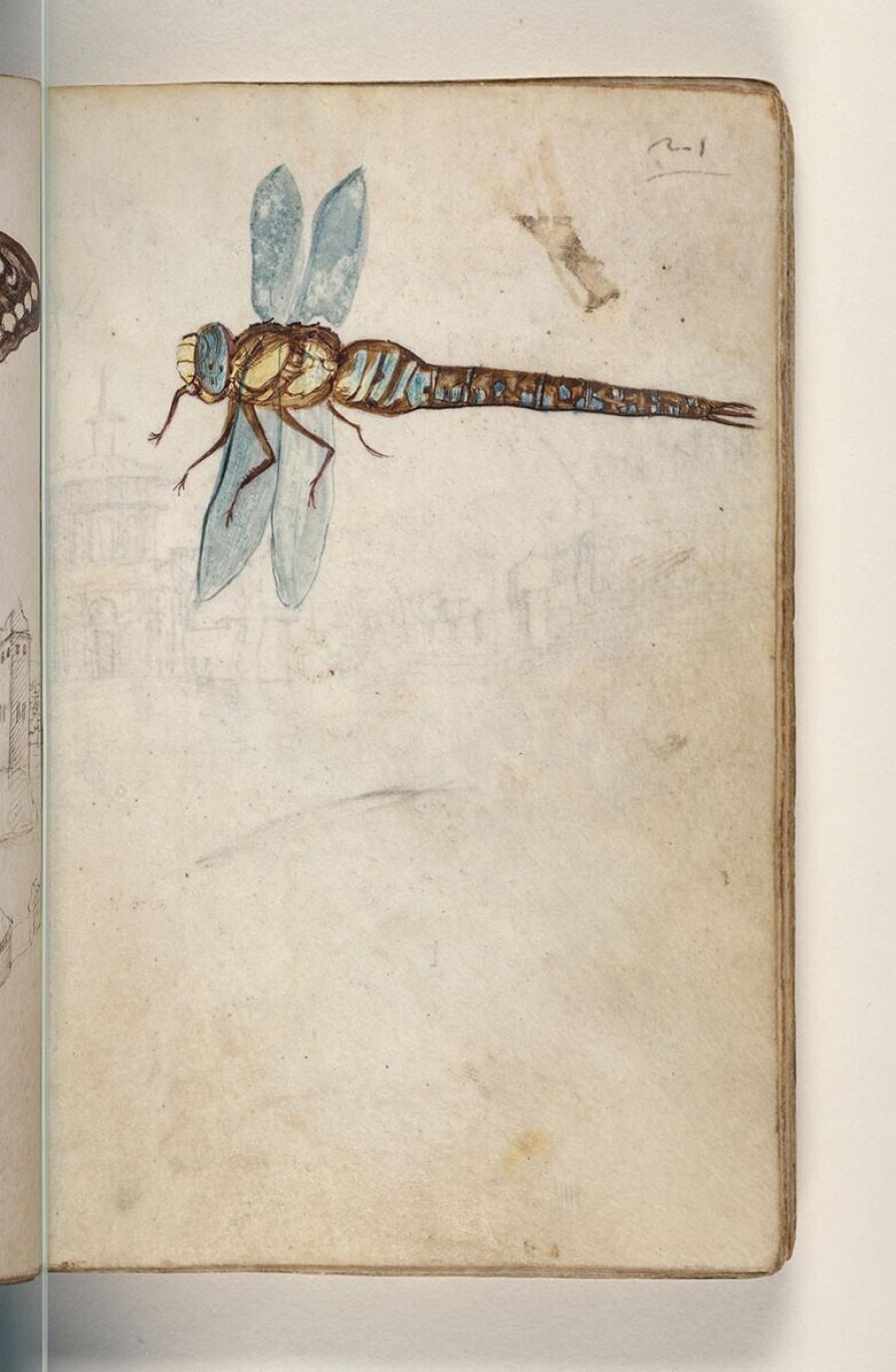 Folio uit een tekeningenboek: echte libel (anisoptera)