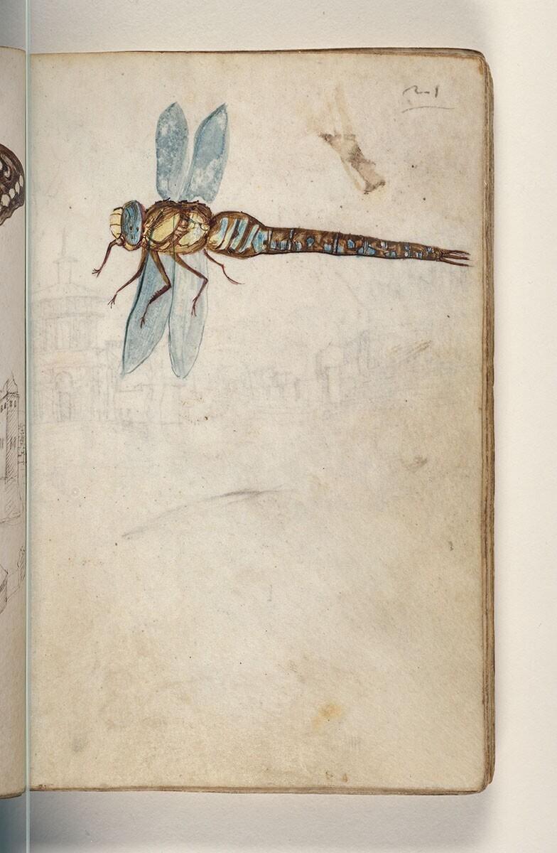 Folio uit een tekeningenboek: echte libel (anisoptera)