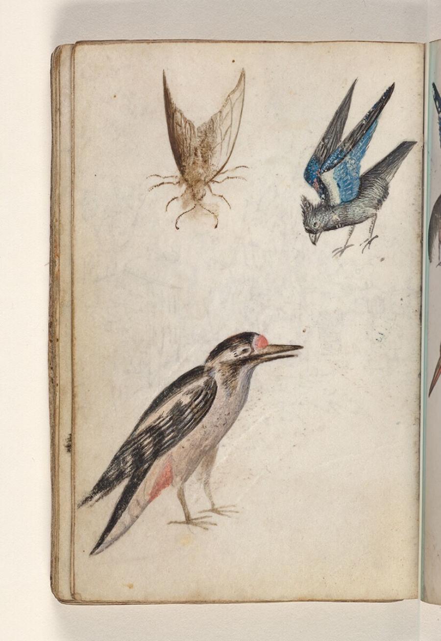 Folio uit een tekeningenboek: mot, onbekende vogel in grijs en blauw, grote bonte specht (dendrocopos major)