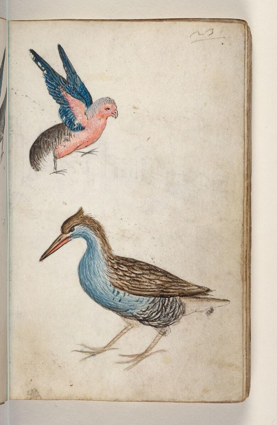 Folio uit een tekeningenboek: onbekende vogel in roze, grijs en zwart; waterral (rallus aquaticus)